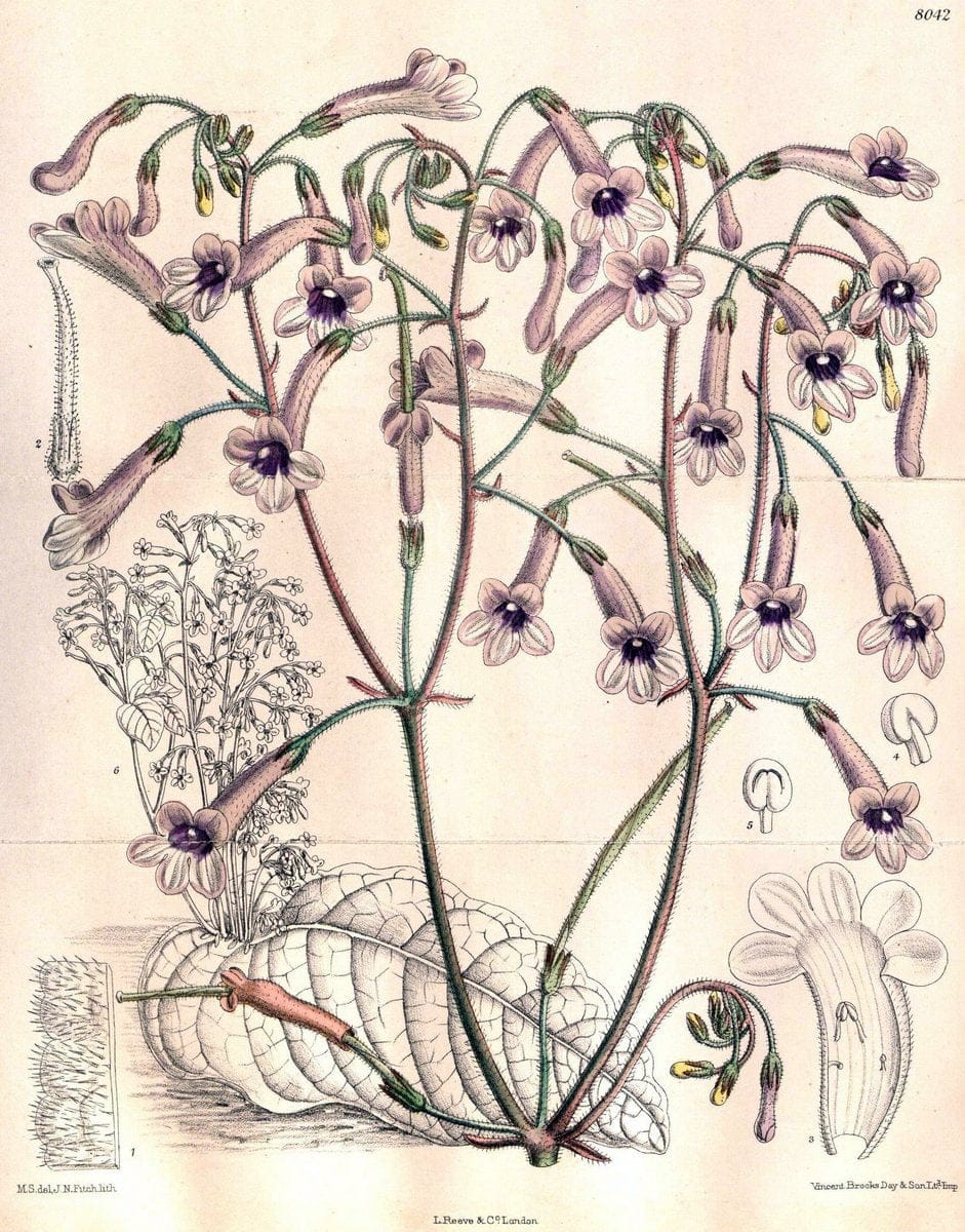 Curtis's botanical magazine. London ; New York [etc.] :Academic Press [etc.]. | "Botanical illustration" Botany Periodicals "Pictorial works" "Plants, Ornamental"  | Vintage Print Reproduction 457268