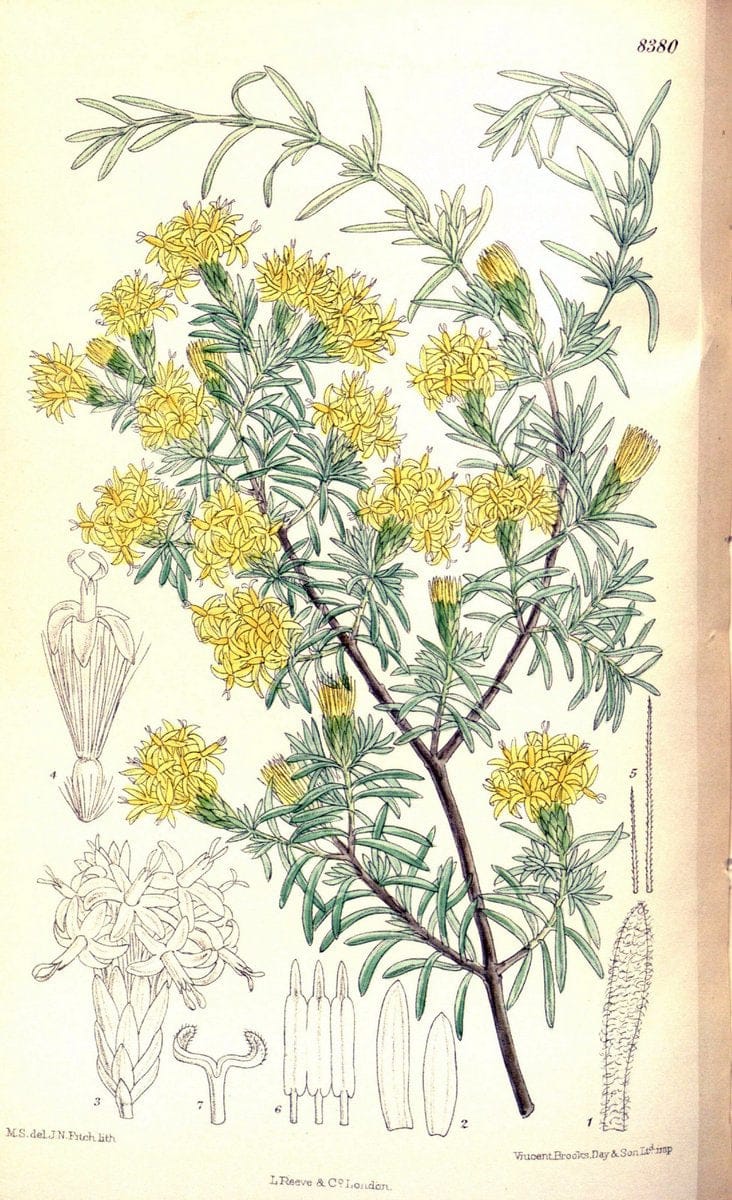 Curtis's botanical magazine. London ; New York [etc.] :Academic Press [etc.]. | "Botanical illustration" Botany Periodicals "Pictorial works" "Plants, Ornamental"  | Vintage Print Reproduction 457269