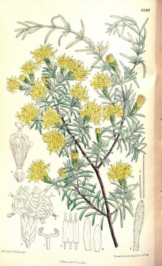 Curtis's botanical magazine. London ; New York [etc.] :Academic Press [etc.]. | "Botanical illustration" Botany Periodicals "Pictorial works" "Plants, Ornamental"  | Vintage Print Reproduction 457269