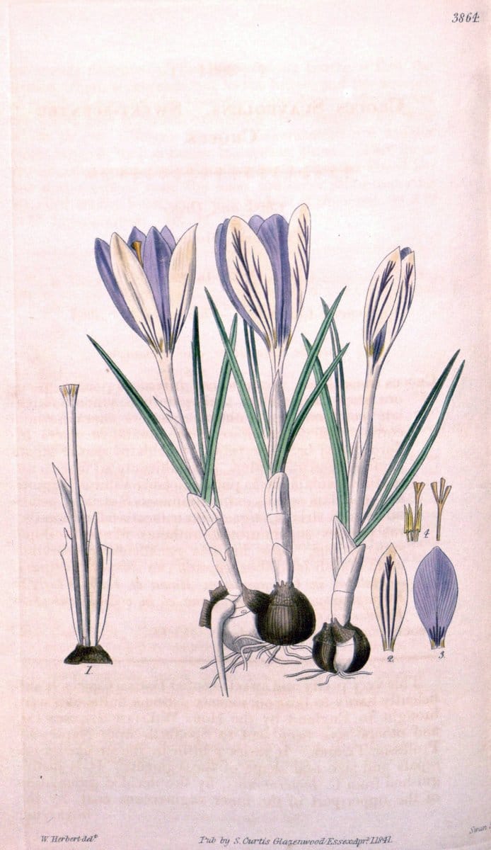 Curtis's botanical magazine. London ; New York [etc.] :Academic Press [etc.]. | "Botanical illustration" Botany Periodicals "Pictorial works" "Plants, Ornamental"  | Vintage Print Reproduction 457270