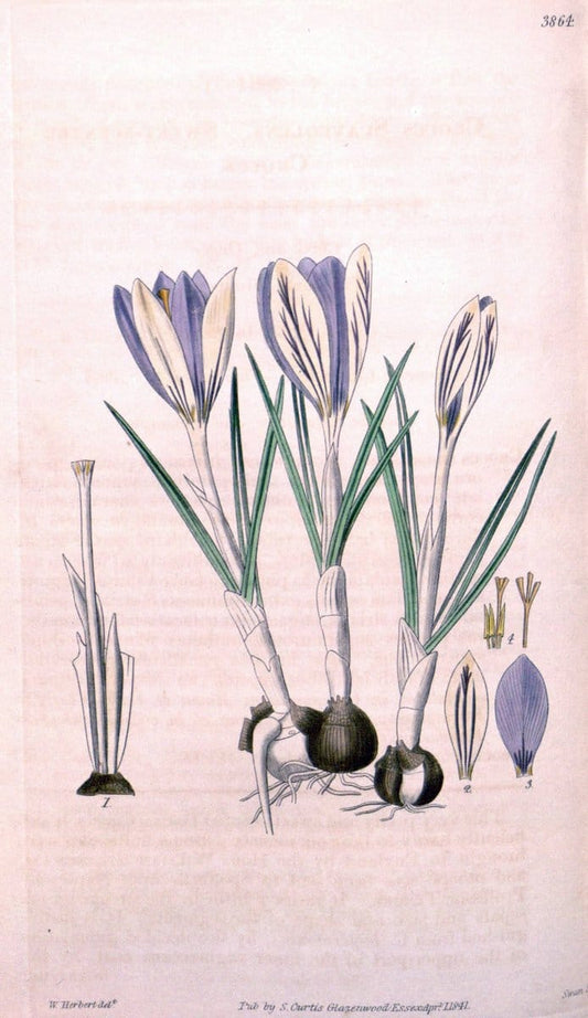 Curtis's botanical magazine. London ; New York [etc.] :Academic Press [etc.]. | "Botanical illustration" Botany Periodicals "Pictorial works" "Plants, Ornamental"  | Vintage Print Reproduction 457270