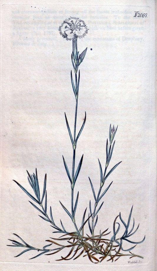 Curtis's botanical magazine. London ; New York [etc.] :Academic Press [etc.]. | "Botanical illustration" Botany Periodicals "Pictorial works" "Plants, Ornamental"  | Vintage Print Reproduction 457271