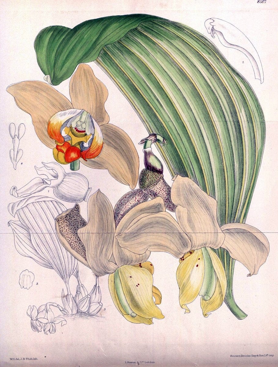 Curtis's botanical magazine. London ; New York [etc.] :Academic Press [etc.]. | "Botanical illustration" Botany Periodicals "Pictorial works" "Plants, Ornamental"  | Vintage Print Reproduction 457272