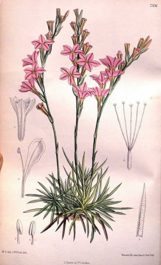 Curtis's botanical magazine. London ; New York [etc.] :Academic Press [etc.]. | "Botanical illustration" Botany Periodicals "Pictorial works" "Plants, Ornamental"  | Vintage Print Reproduction 457273