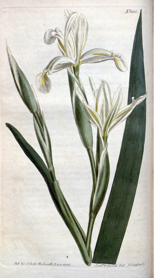 Curtis's botanical magazine. London ; New York [etc.] :Academic Press [etc.]. | "Botanical illustration" Botany Periodicals "Pictorial works" "Plants, Ornamental"  | Vintage Print Reproduction 457274