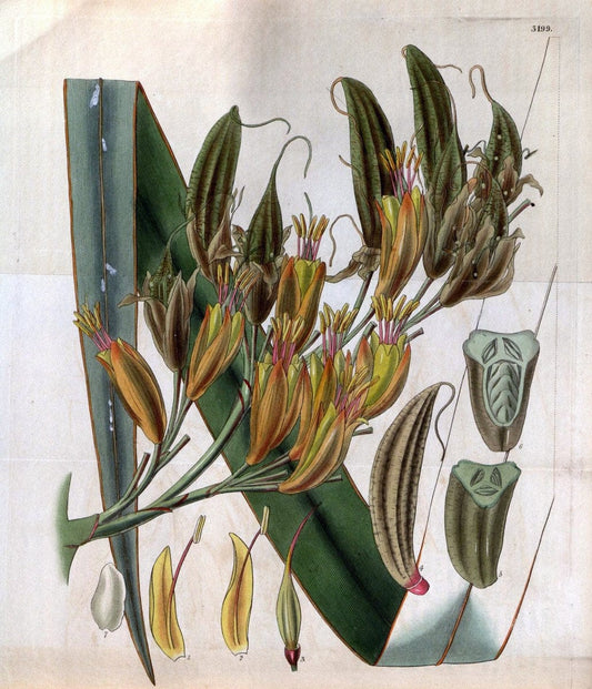 Curtis's botanical magazine. London ; New York [etc.] :Academic Press [etc.]. | "Botanical illustration" Botany Periodicals "Pictorial works" "Plants, Ornamental"  | Vintage Print Reproduction 457275