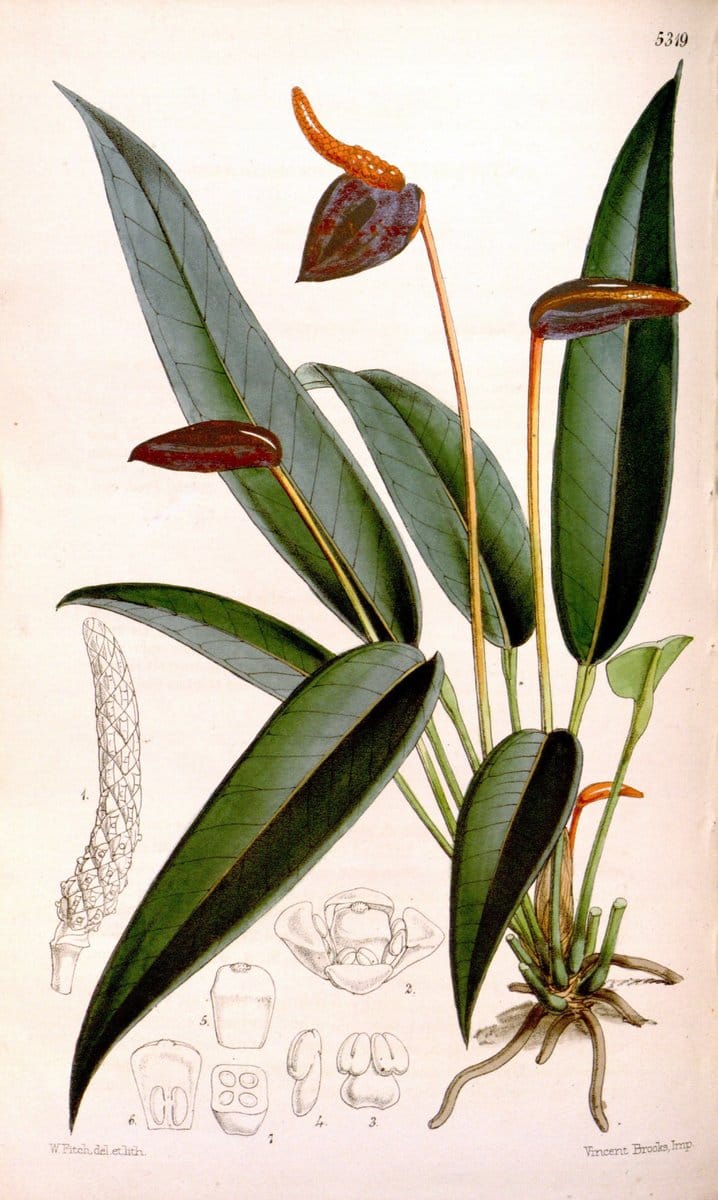 Curtis's botanical magazine. London ; New York [etc.] :Academic Press [etc.]. | "Botanical illustration" Botany Periodicals "Pictorial works" "Plants, Ornamental"  | Vintage Print Reproduction 457277