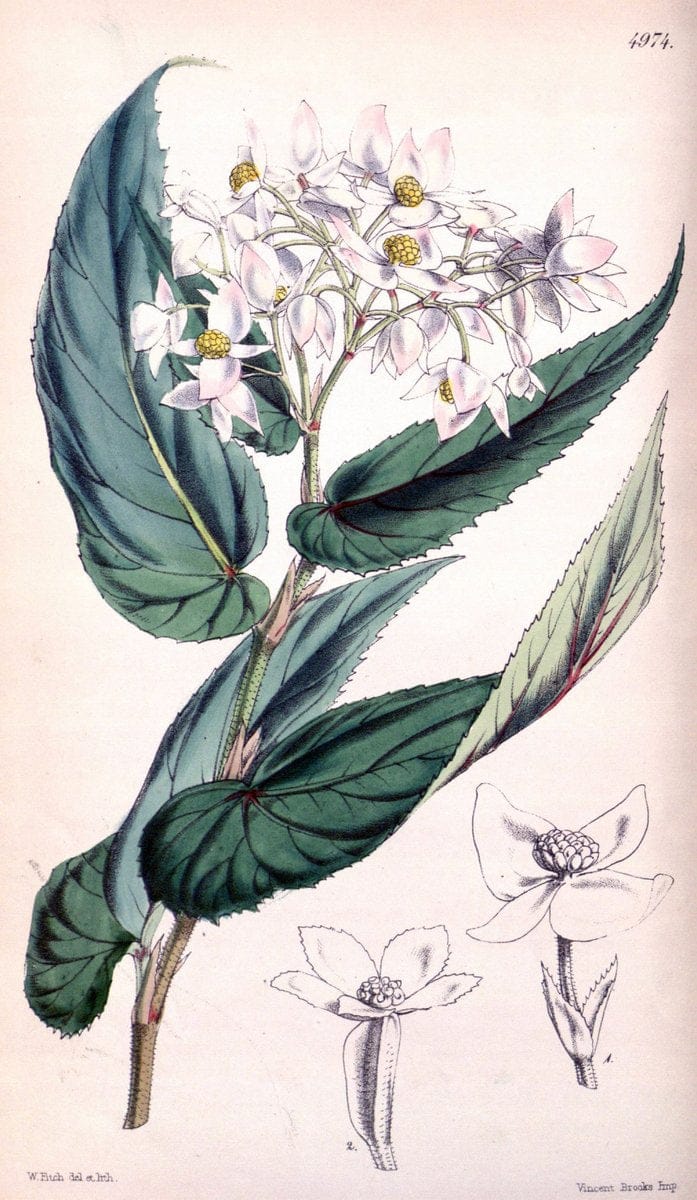 Curtis's botanical magazine. London ; New York [etc.] :Academic Press [etc.]. | "Botanical illustration" Botany Periodicals "Pictorial works" "Plants, Ornamental"  | Vintage Print Reproduction 457279