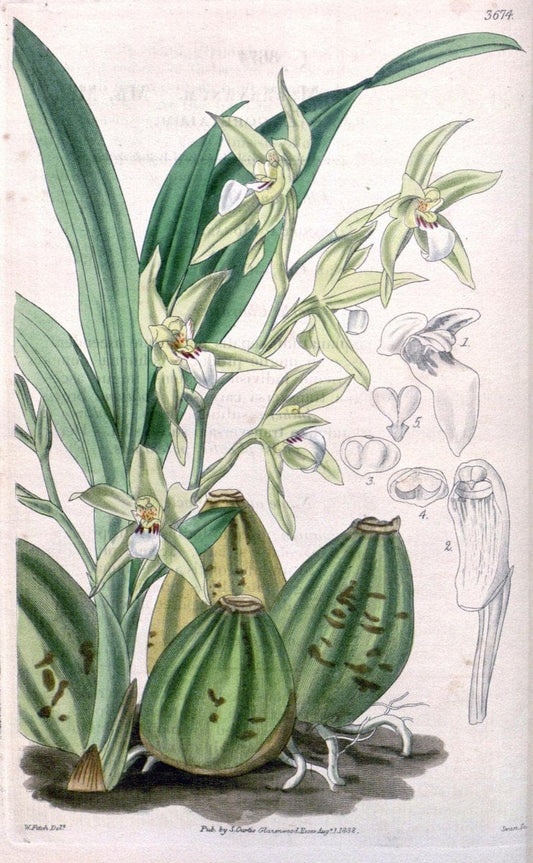 Curtis's botanical magazine..London ;New York [etc.] :Academic Press [etc.]. |  | Vintage Print Reproduction 457280