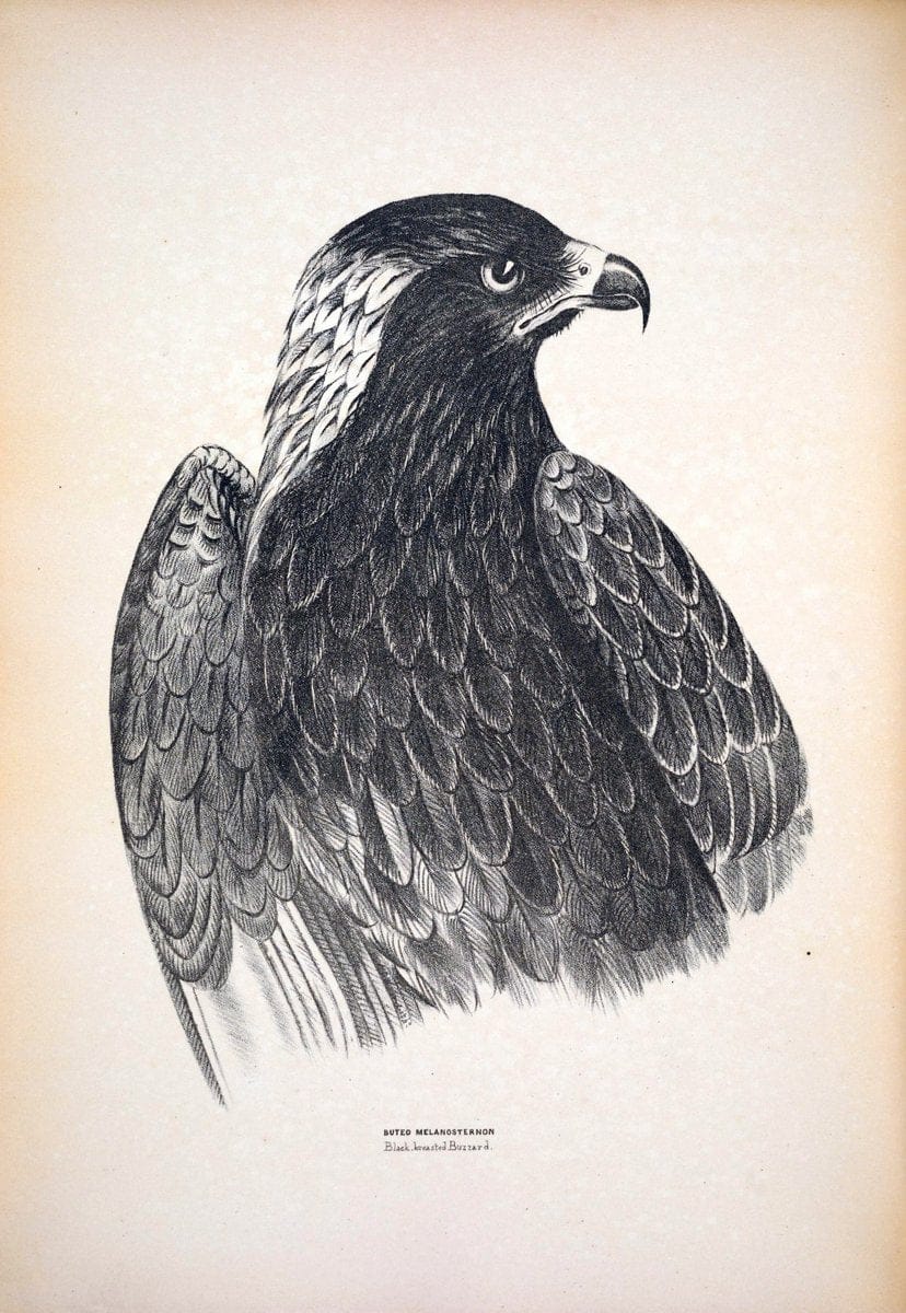 Companion to Gould's Handbook; or, Synopsis of the birds of Australia. Brisbane,Thorne & Greenwell,1877.  | Australia Birds | Vintage Print Reproduction 457281