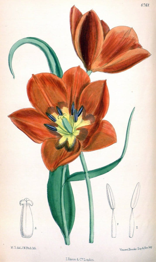 Curtis's botanical magazine. London ; New York [etc.] :Academic Press [etc.]. | "Botanical illustration" Botany Periodicals "Pictorial works" "Plants, Ornamental"  | Vintage Print Reproduction 457282