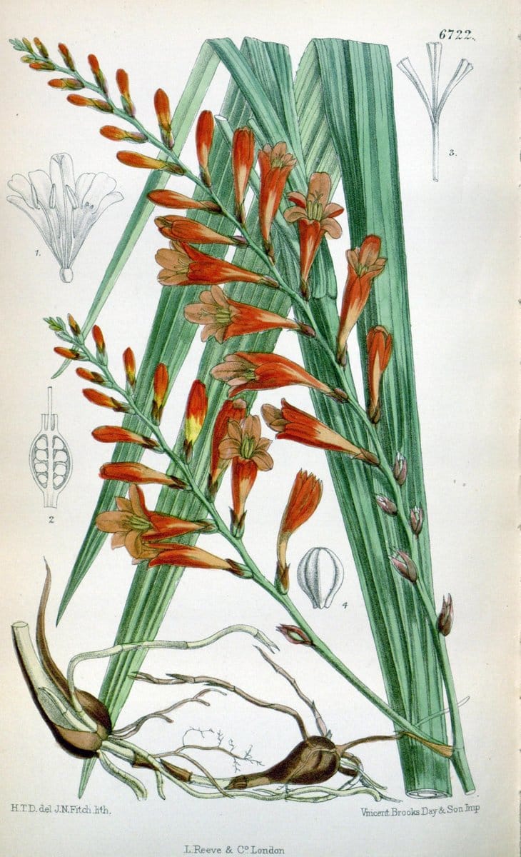 Curtis's botanical magazine. London ; New York [etc.] :Academic Press [etc.]. | "Botanical illustration" Botany Periodicals "Pictorial works" "Plants, Ornamental"  | Vintage Print Reproduction 457283