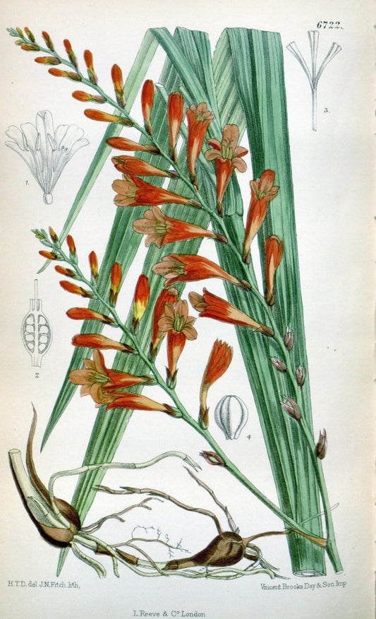 Curtis's botanical magazine. London ; New York [etc.] :Academic Press [etc.]. | "Botanical illustration" Botany Periodicals "Pictorial works" "Plants, Ornamental"  | Vintage Print Reproduction 457283