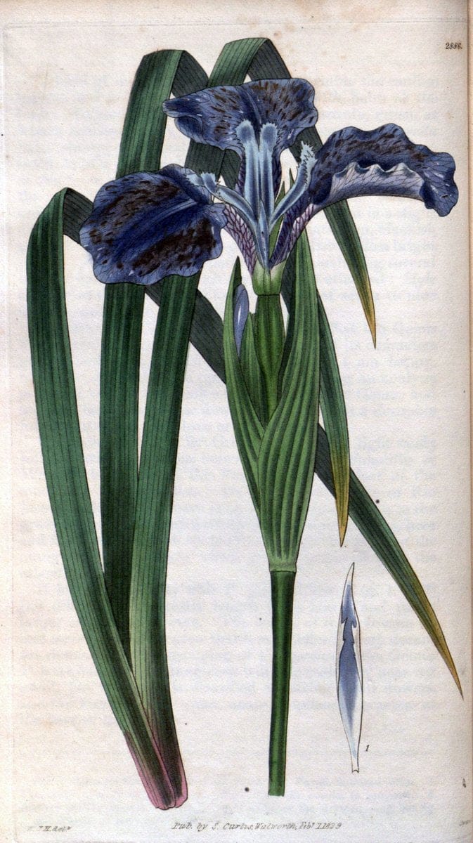 Curtis's botanical magazine. London ; New York [etc.] :Academic Press [etc.]. | "Botanical illustration" Botany Periodicals "Pictorial works" "Plants, Ornamental"  | Vintage Print Reproduction 457284