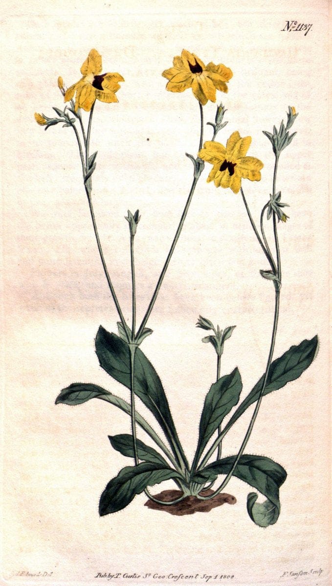 Curtis's botanical magazine. London ; New York [etc.] :Academic Press [etc.]. | "Botanical illustration" Botany Periodicals "Pictorial works" "Plants, Ornamental"  | Vintage Print Reproduction 457285