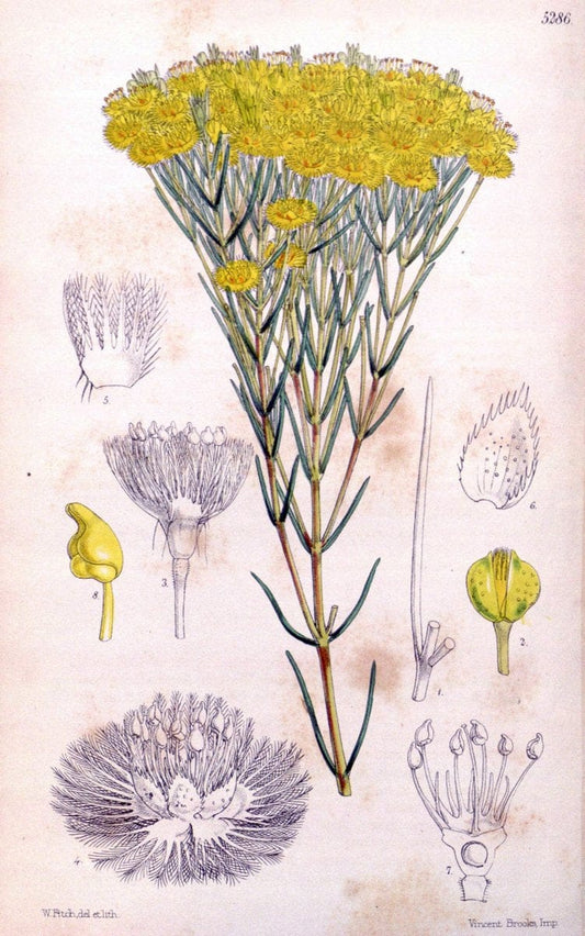 Curtis's botanical magazine. London ; New York [etc.] :Academic Press [etc.]. | "Botanical illustration" Botany Periodicals "Pictorial works" "Plants, Ornamental"  | Vintage Print Reproduction 457286