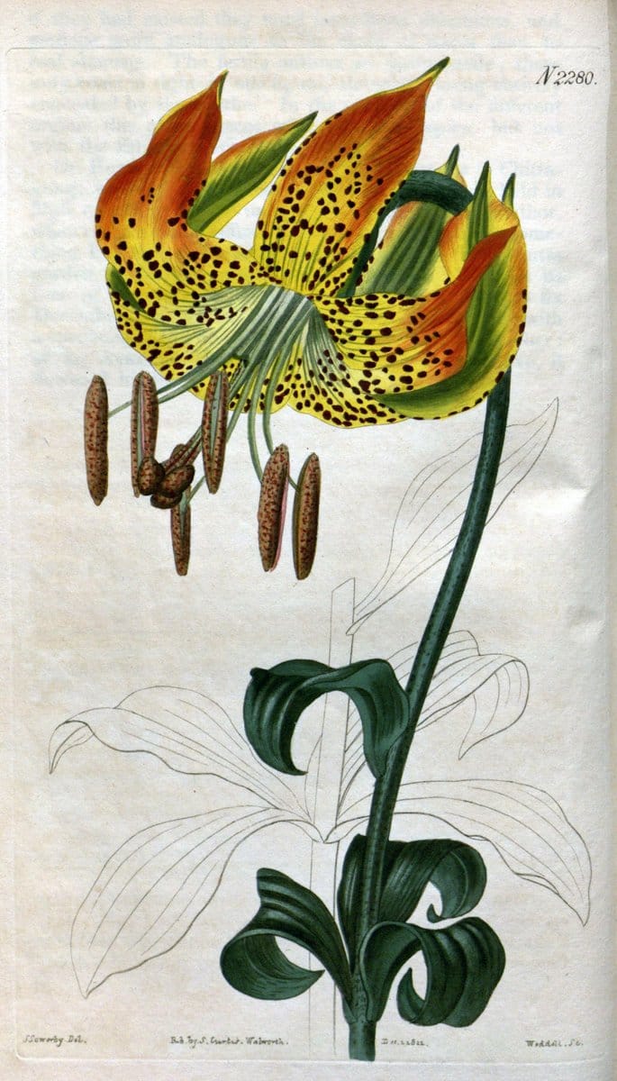 Curtis's botanical magazine. London ; New York [etc.] :Academic Press [etc.]. | "Botanical illustration" Botany Periodicals "Pictorial works" "Plants, Ornamental"  | Vintage Print Reproduction 457287