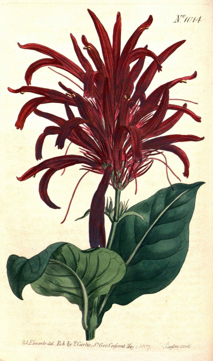 Curtis's botanical magazine. London ;New York [etc.] :Academic Press [etc.]. | Botany Periodicals "Pictorial works"  | Vintage Print Reproduction 457288