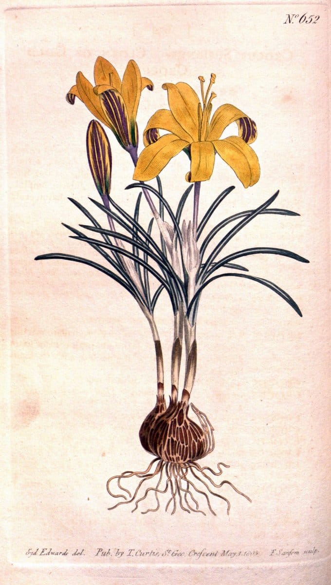 Curtis's botanical magazine. London ;New York [etc.] :Academic Press [etc.]. | Botany Periodicals "Pictorial works"  | Vintage Print Reproduction 457289