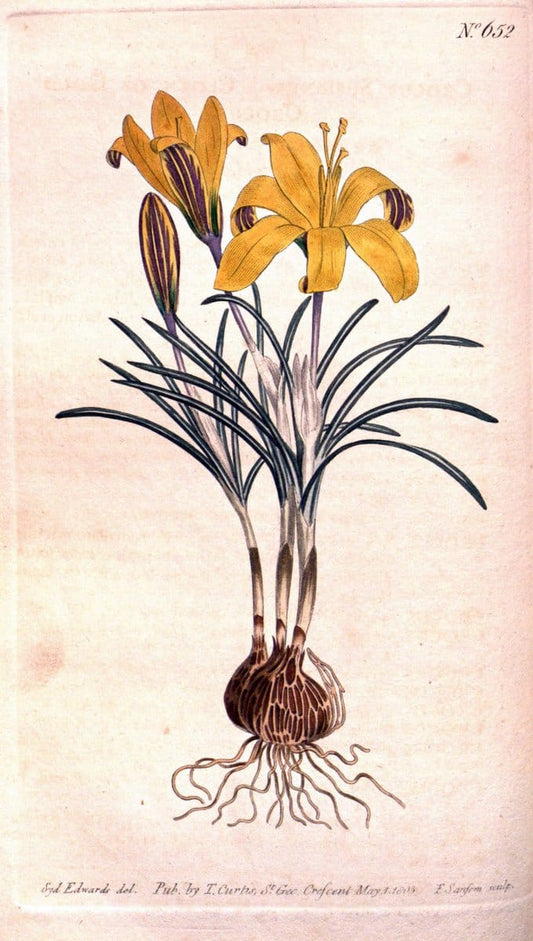 Curtis's botanical magazine. London ;New York [etc.] :Academic Press [etc.]. | Botany Periodicals "Pictorial works"  | Vintage Print Reproduction 457289