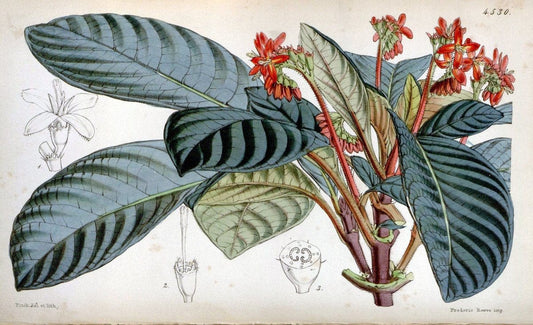 Curtis's botanical magazine. London ;New York [etc.] :Academic Press [etc.]. | Botany Periodicals "Pictorial works"  | Vintage Print Reproduction 457290