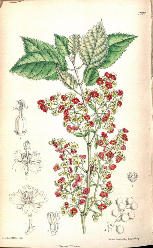 Curtis's botanical magazine. London ;New York [etc.] :Academic Press [etc.]. | Botany Periodicals "Pictorial works"  | Vintage Print Reproduction 457291