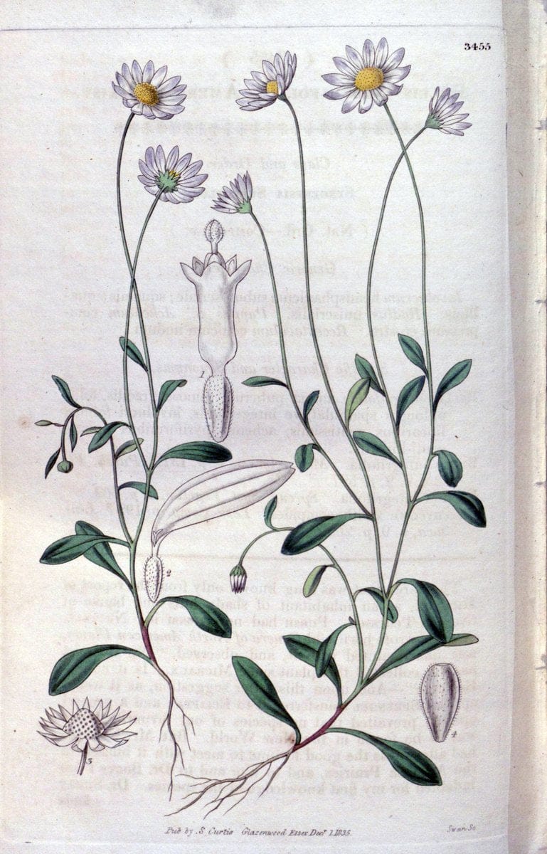 Curtis's botanical magazine. London ;New York [etc.] :Academic Press [etc.]. | Botany Periodicals "Pictorial works"  | Vintage Print Reproduction 457292