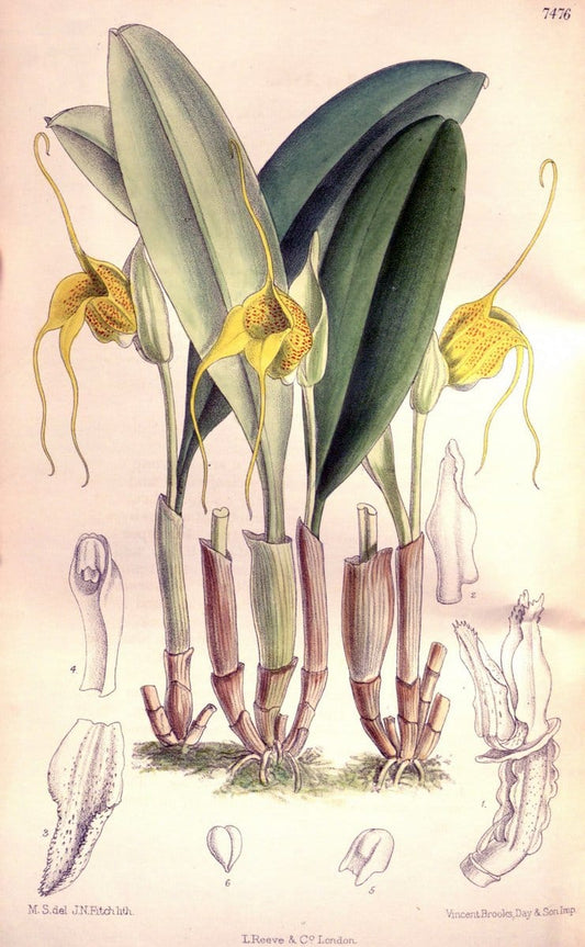 Curtis's botanical magazine. London ; New York [etc.] :Academic Press [etc.]. | "Botanical illustration" Botany Periodicals "Pictorial works" "Plants, Ornamental"  | Vintage Print Reproduction 457294