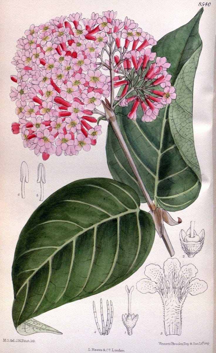 Curtis's botanical magazine. London ; New York [etc.] :Academic Press [etc.]. | "Botanical illustration" Botany Periodicals "Pictorial works" "Plants, Ornamental"  | Vintage Print Reproduction 457295