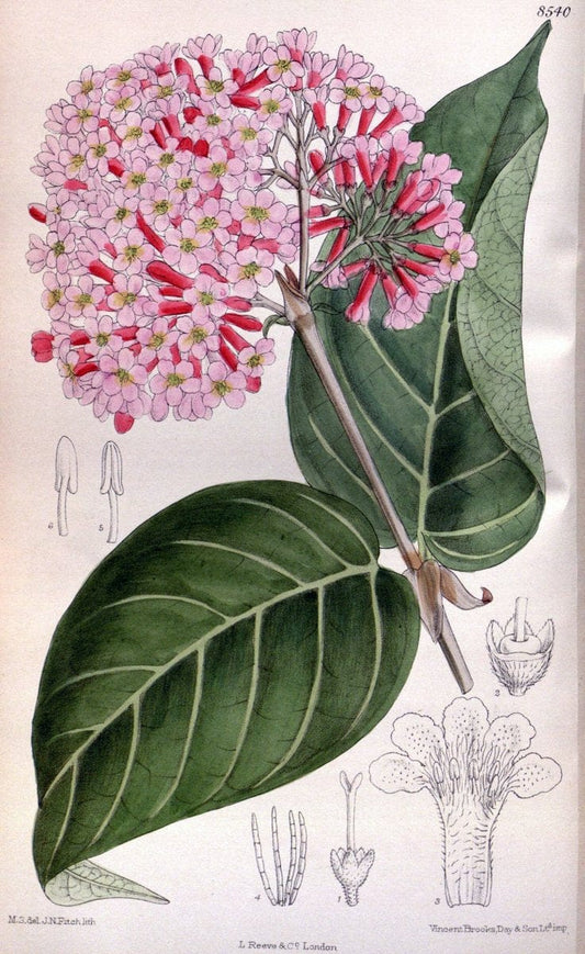 Curtis's botanical magazine. London ; New York [etc.] :Academic Press [etc.]. | "Botanical illustration" Botany Periodicals "Pictorial works" "Plants, Ornamental"  | Vintage Print Reproduction 457295