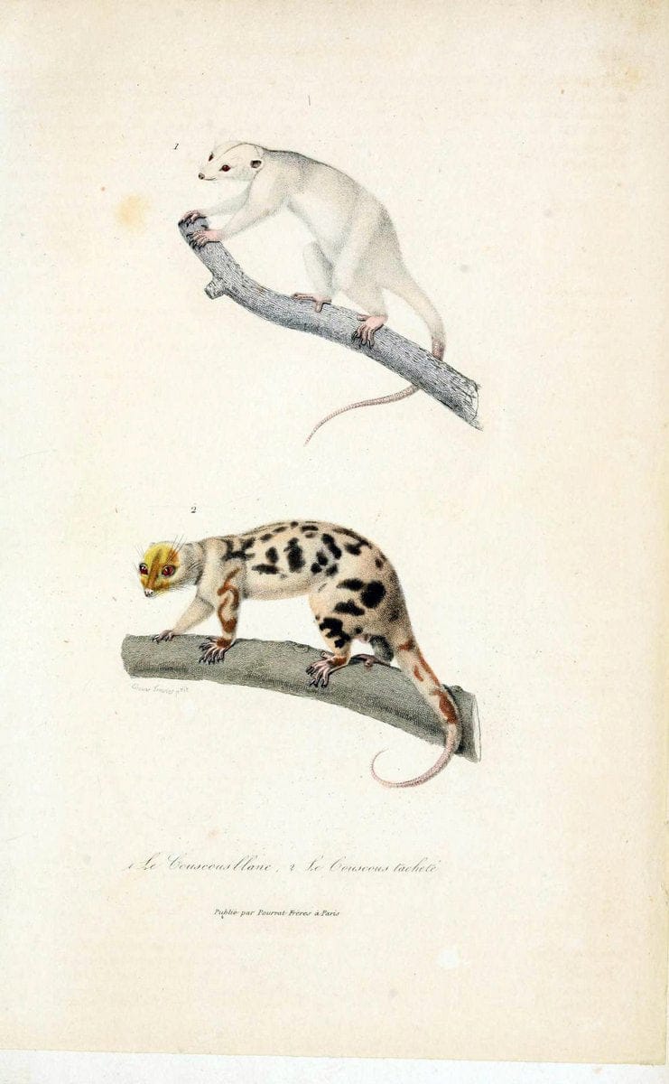 ComplÃ©ments de Buffon. t.1.Paris :P. Pourrat FrÃ¨res,1838. | Anthropology Birds Mammals SIL | Vintage Print Reproduction 457296