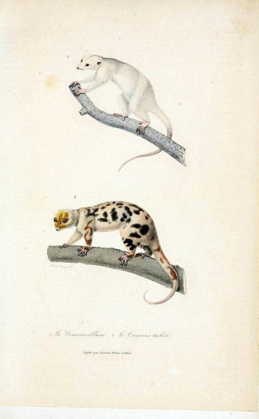 ComplÃ©ments de Buffon. t.1.Paris :P. Pourrat FrÃ¨res,1838. | Anthropology Birds Mammals SIL | Vintage Print Reproduction 457296