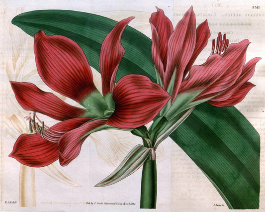 Curtis's botanical magazine..London ;New York [etc.] :Academic Press [etc.]. |  | Vintage Print Reproduction 457297