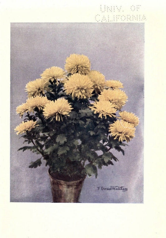 Chrysanthemums /.New York :Frederick A. Stokes Co. [ca1914]. | Chrysanthemums Floriculture  | Vintage Print Reproduction 457298