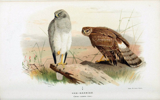Coloured figures of the birds of the British Islands. v.1London :R. H. Porter,1885-1897. | Vintage Print Reproduction 457300