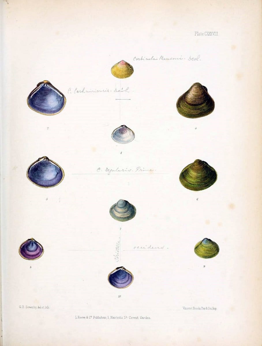 Conchologia indica,.London,1870-1876.. |  | Vintage Print Reproduction 457301