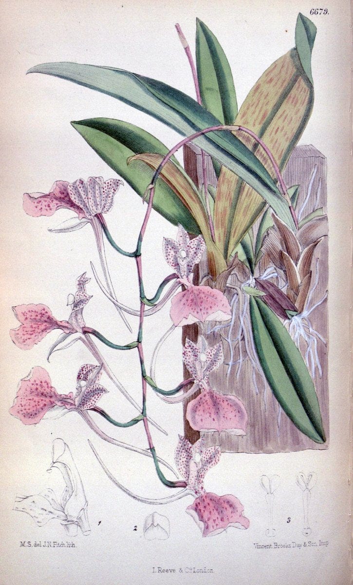 Curtis's botanical magazine. London ; New York [etc.] :Academic Press [etc.]. | "Botanical illustration" Botany Periodicals "Pictorial works" "Plants, Ornamental"  | Vintage Print Reproduction 457302