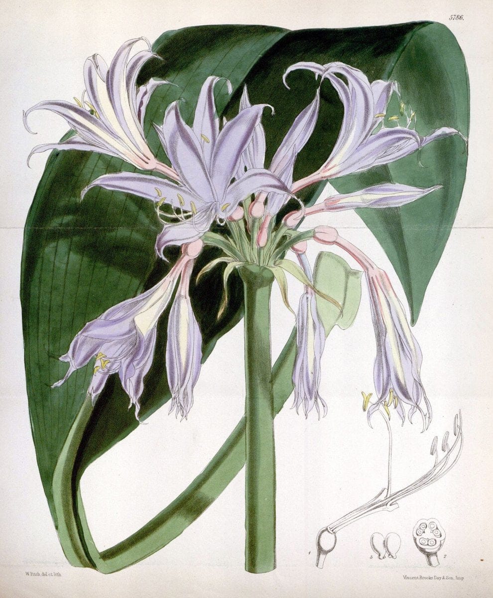 Curtis's botanical magazine. London ; New York [etc.] :Academic Press [etc.]. | "Botanical illustration" Botany Periodicals "Pictorial works" "Plants, Ornamental"  | Vintage Print Reproduction 457303