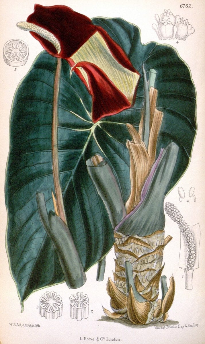 Curtis's botanical magazine. London ; New York [etc.] :Academic Press [etc.]. | "Botanical illustration" Botany Periodicals "Pictorial works" "Plants, Ornamental"  | Vintage Print Reproduction 457304