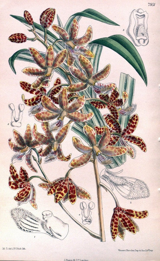 Curtis's botanical magazine. London ; New York [etc.] :Academic Press [etc.]. | "Botanical illustration" Botany Periodicals "Pictorial works" "Plants, Ornamental"  | Vintage Print Reproduction 457305