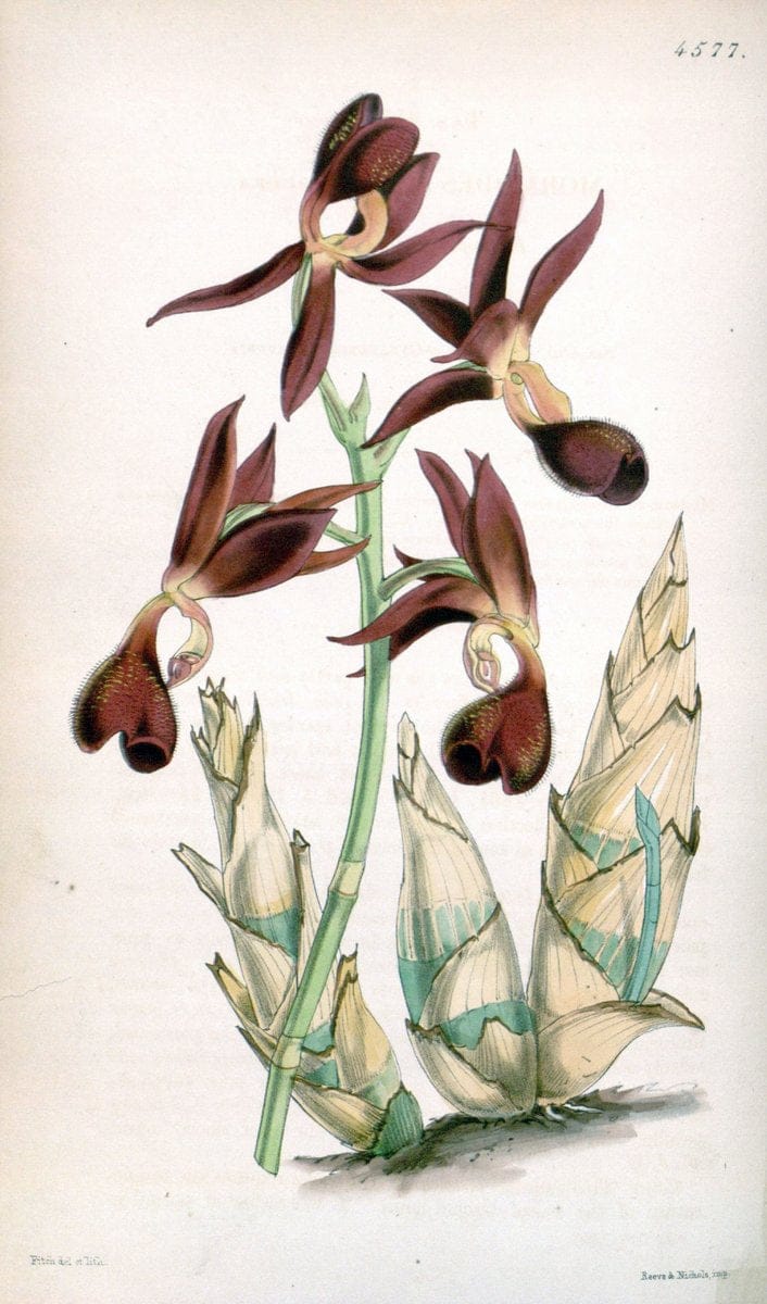 Curtis's botanical magazine. London ; New York [etc.] :Academic Press [etc.]. | "Botanical illustration" Botany Periodicals "Pictorial works" "Plants, Ornamental"  | Vintage Print Reproduction 457306