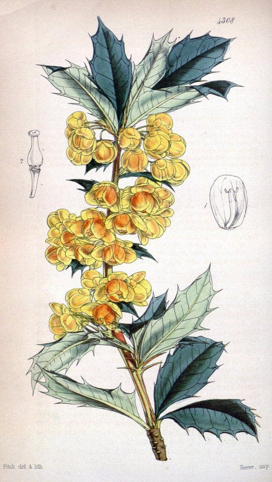 Curtis's botanical magazine. London ; New York [etc.] :Academic Press [etc.]. | "Botanical illustration" Botany Periodicals "Pictorial works" "Plants, Ornamental"  | Vintage Print Reproduction 457307