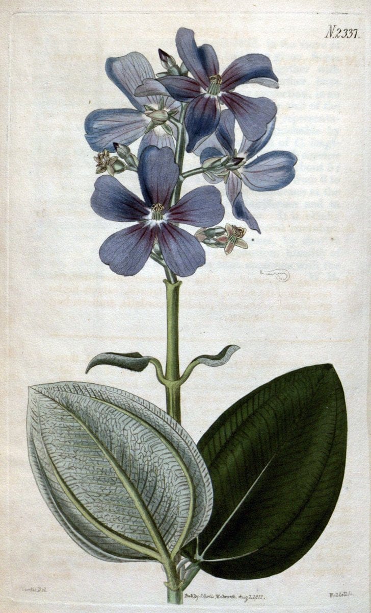 Curtis's botanical magazine. London ; New York [etc.] :Academic Press [etc.]. | "Botanical illustration" Botany Periodicals "Pictorial works" "Plants, Ornamental"  | Vintage Print Reproduction 457308