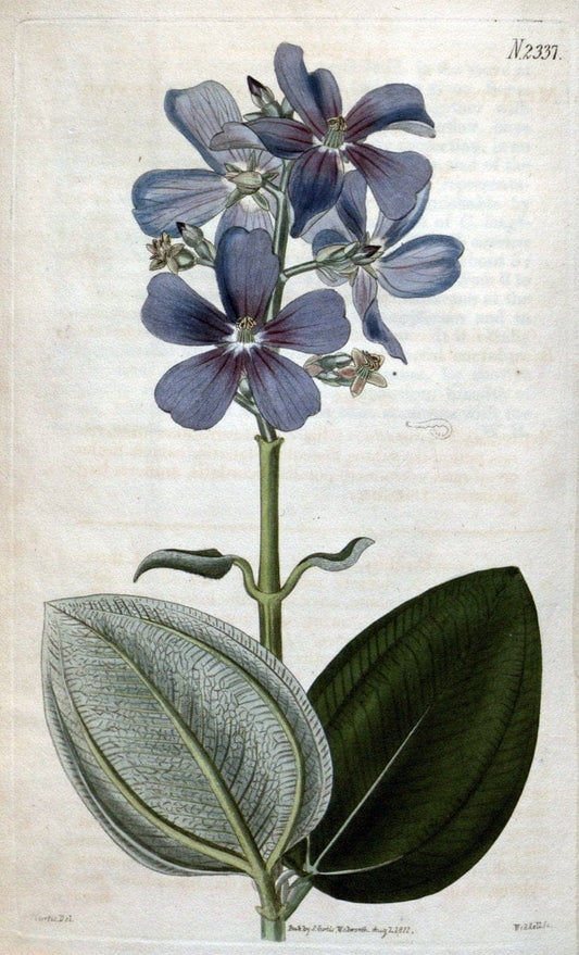 Curtis's botanical magazine. London ; New York [etc.] :Academic Press [etc.]. | "Botanical illustration" Botany Periodicals "Pictorial works" "Plants, Ornamental"  | Vintage Print Reproduction 457308