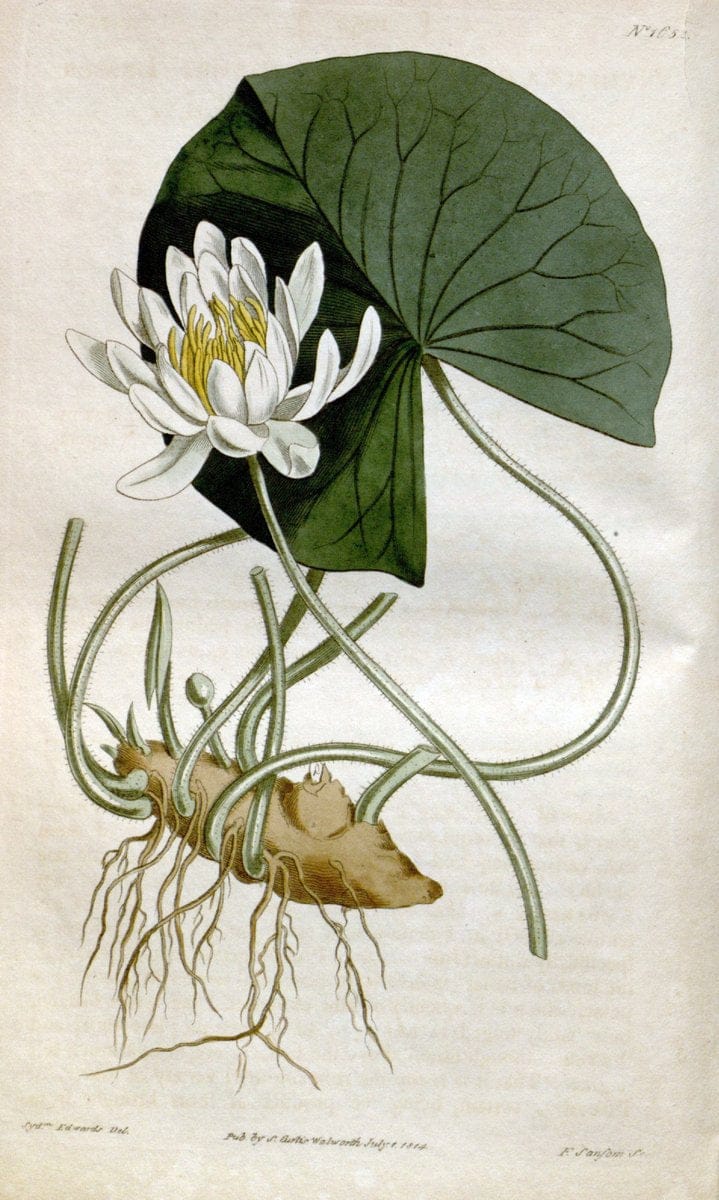 Curtis's botanical magazine. London ; New York [etc.] :Academic Press [etc.]. | "Botanical illustration" Botany Periodicals "Pictorial works" "Plants, Ornamental"  | Vintage Print Reproduction 457310