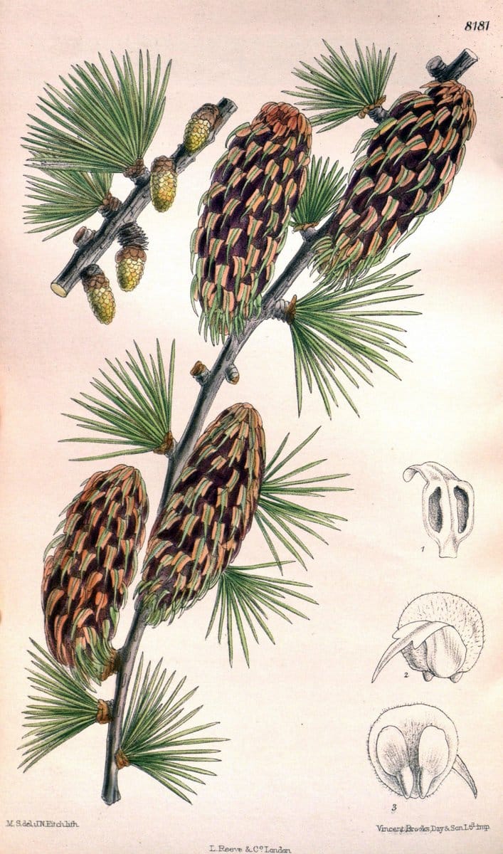 Curtis's botanical magazine. London ; New York [etc.] :Academic Press [etc.]. | "Botanical illustration" Botany Periodicals "Pictorial works" "Plants, Ornamental"  | Vintage Print Reproduction 457311