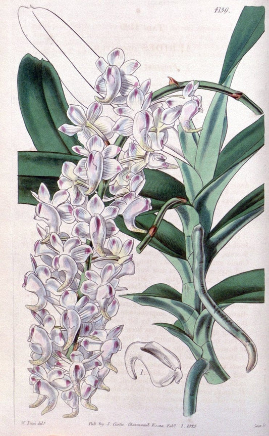 Curtis's botanical magazine. London ; New York [etc.] :Academic Press [etc.]. | "Botanical illustration" Botany Periodicals "Pictorial works" "Plants, Ornamental"  | Vintage Print Reproduction 457312