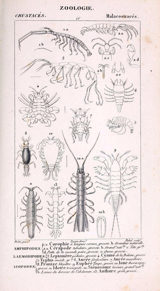 ConsidÃ©rations gÃ©nÃ©rales sur la classe des crustacÃ©s :.Paris :F.G. Levrault,1825.  | Crustacea France Zoology  | Vintage Print Reproduction 457313