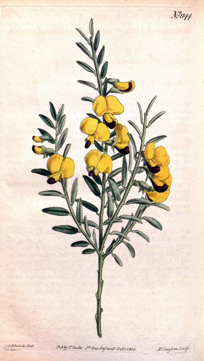 Curtis's botanical magazine. London ; New York [etc.] :Academic Press [etc.]. | "Botanical illustration" Botany Periodicals "Pictorial works" "Plants, Ornamental"  | Vintage Print Reproduction 457314