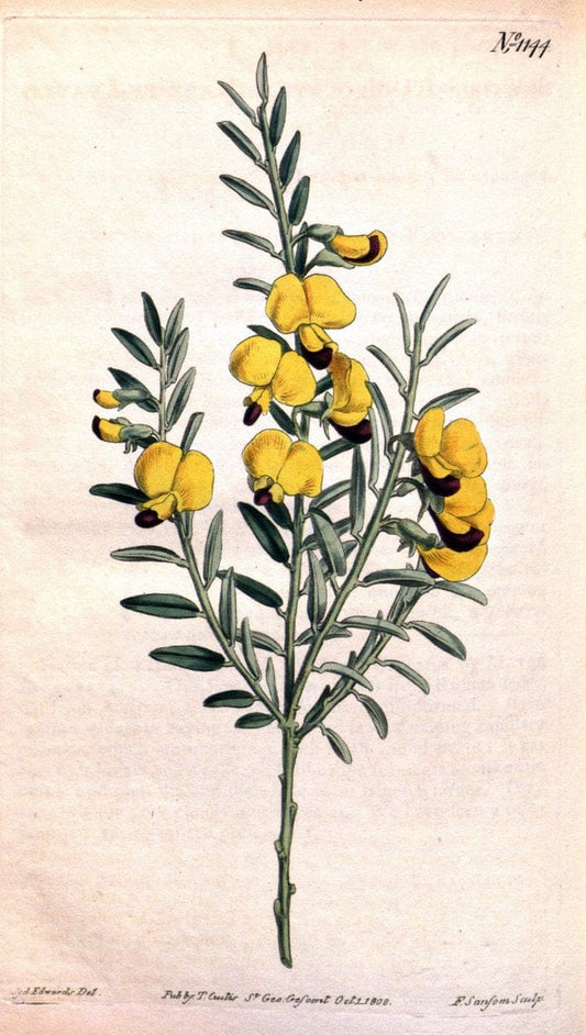 Curtis's botanical magazine. London ; New York [etc.] :Academic Press [etc.]. | "Botanical illustration" Botany Periodicals "Pictorial works" "Plants, Ornamental"  | Vintage Print Reproduction 457314